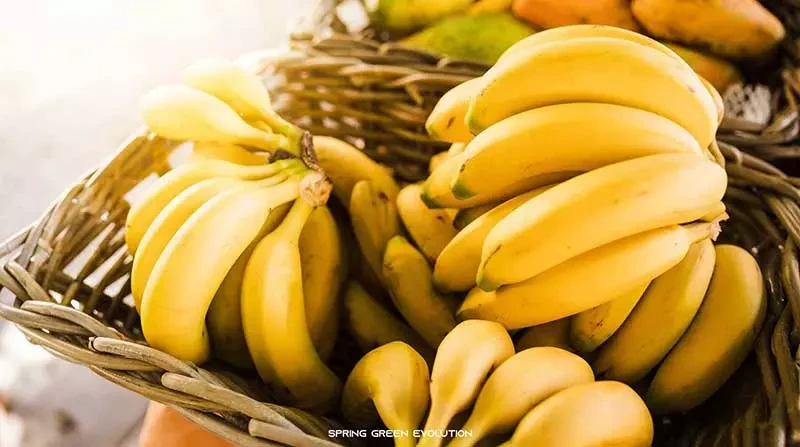 ประโยชน์-กล้วยหอม 2021-4