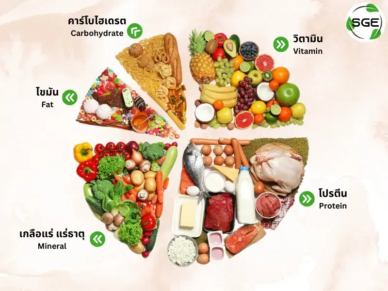 อาหารหลัก 5 หมู่ มีอะไรบ้าง ประโยชน์สารอาหาร แต่ละวันควรกินเท่าไหร่?