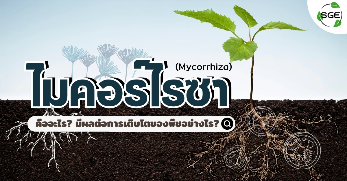 เชื้อรา ไมคอร์ไรซา คืออะไร? ช่วยการเจริญเติบโตของพืชได้อย่างไร?