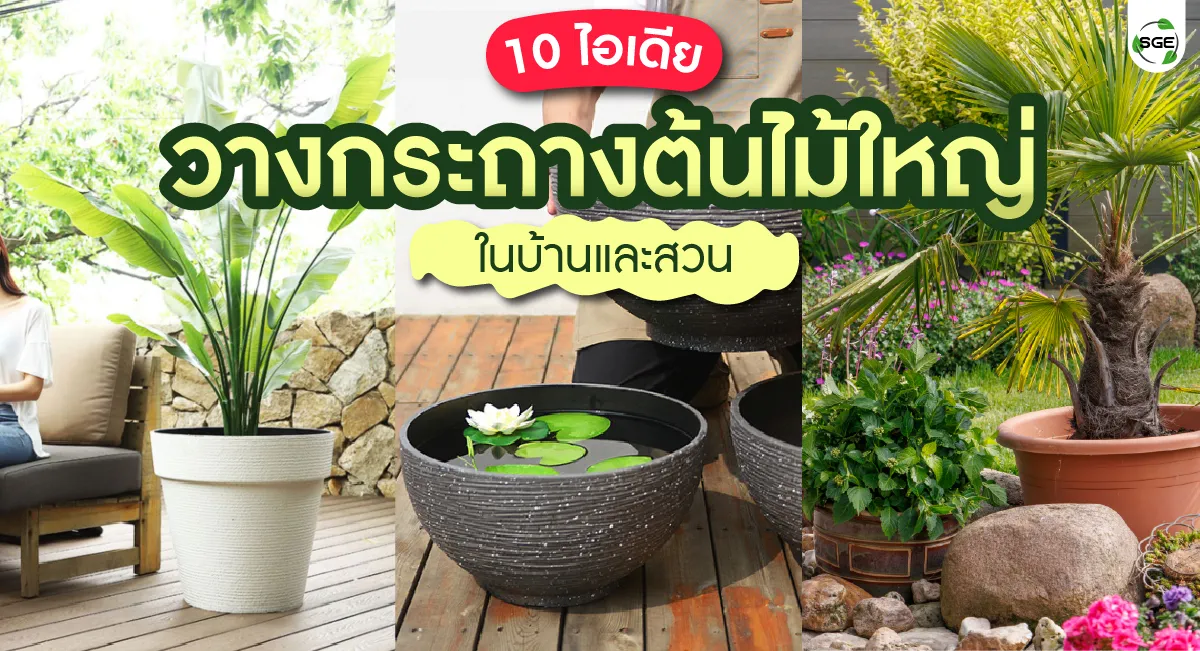 10 ไอเดียวาง กระถางต้นไม้ใหญ่ๆ ในบ้านและสวน