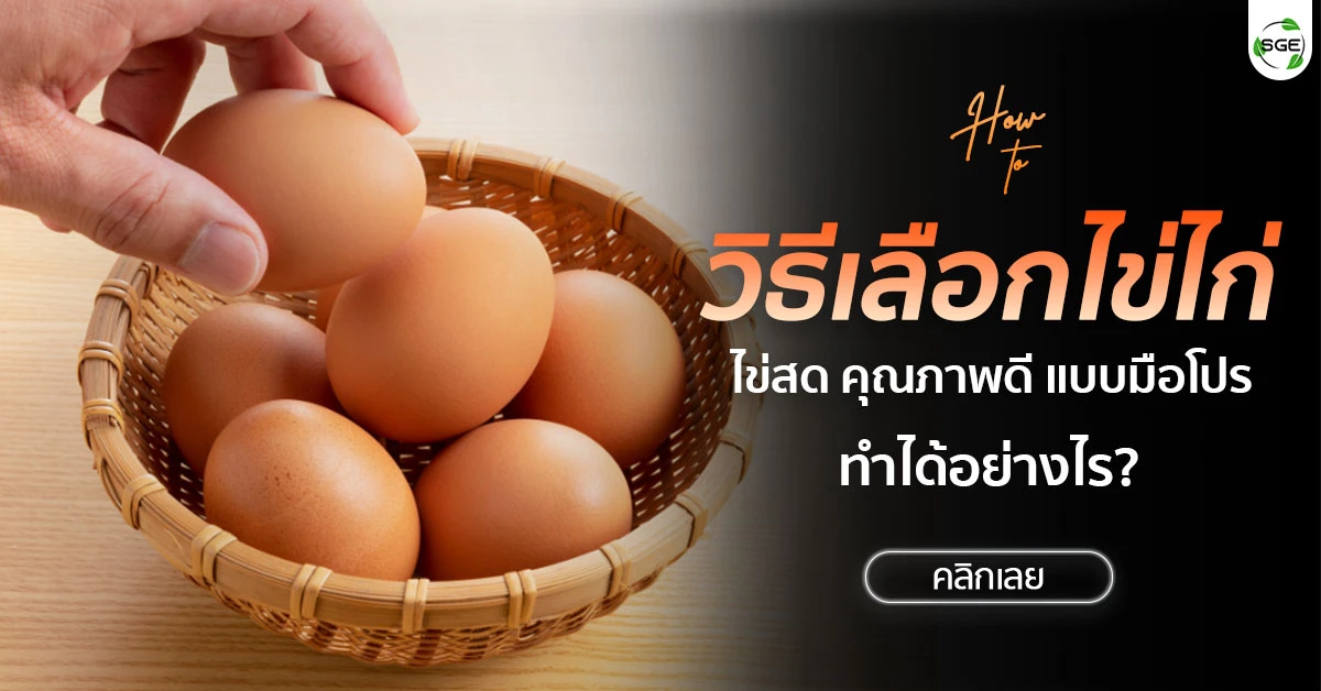 วิธีเลือกไข่ไก่ วิธีเก็บไข่ไก่