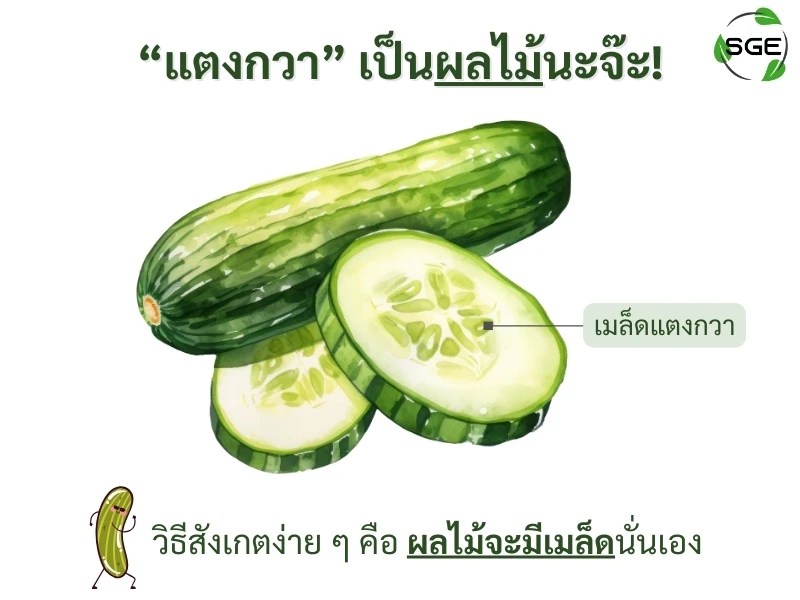 แตงกวาเป็นผลไม้