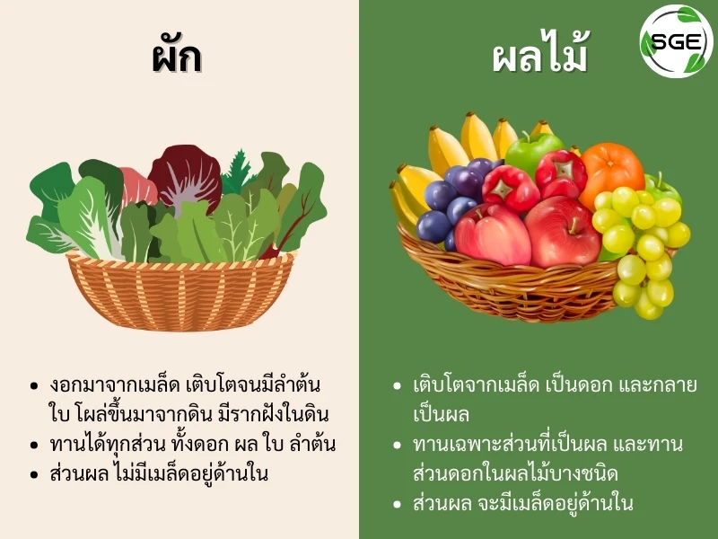 ความแตกต่าง ผักและผลไม้