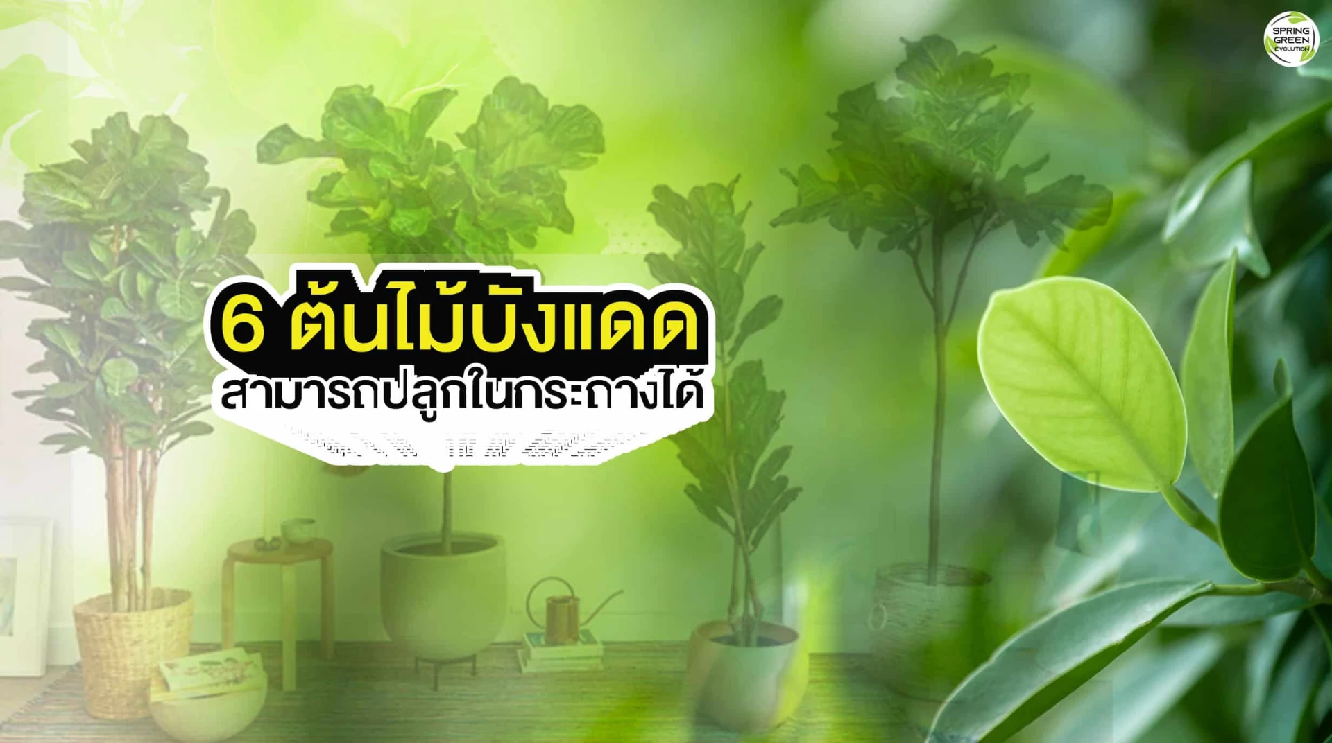 6 ต้นไม้บังแดด สามารถปลูกในกระถางได้ - Spring Green Evolution