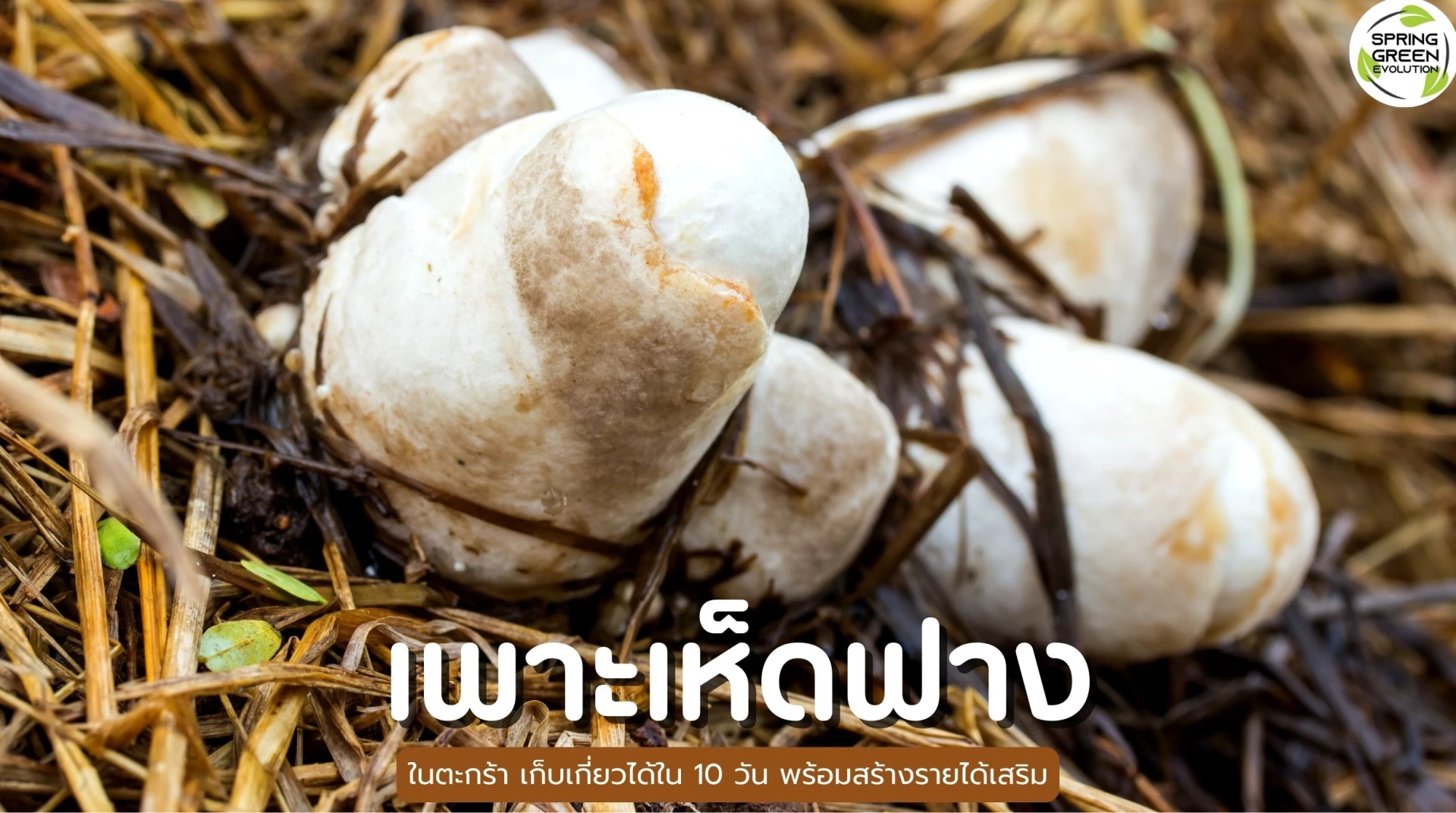 เพาะเห็ดฟาง